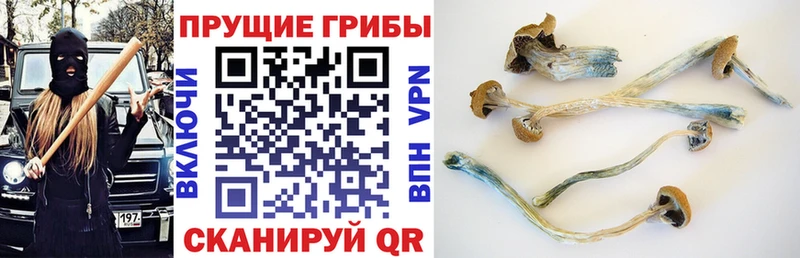 Галлюциногенные грибы прущие грибы  купить закладку  Балахна 